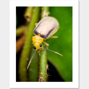 A species of leaf beetle known as Galerosastra sumatrana Posters and Art